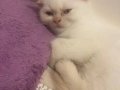 Mia ve leo sari disi beyaz erkek