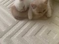 Mia ve leo sari disi beyaz erkek