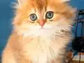 Erkek british longhair