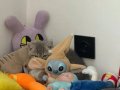BRİTİSH SHORTHAİR SİLVER TABBY