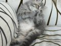 BRİTİSH SHORTHAİR SİLVER TABBY