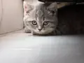 BRİTİSH SHORTHAİR SİLVER TABBY