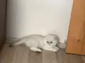 2 aylık yavru kedi 
