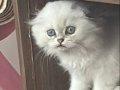 2 aylık yavru kedi 