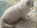2 aylık yavru kedi 