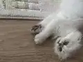 2 aylık yavru kedi 