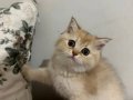British shorthair golden 