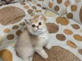 British shorthair golden 
