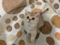 British shorthair golden 