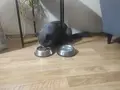 Köpüğe Yuva araniyor