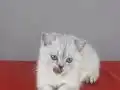 Eyitimli beyaz mavi gözlü scottish fold