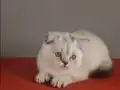 Eyitimli beyaz mavi gözlü scottish fold