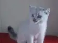 Eyitimli beyaz mavi gözlü scottish fold