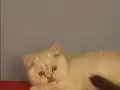 Eyitimli beyaz mavi gözlü scottish fold