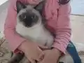 Siyam Kedisi Sahiplendireceğim