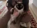 Siyam Kedisi Sahiplendireceğim