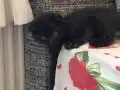 Biritis ikitane kedi 