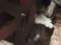 Biritis ikitane kedi 