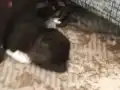 Biritis ikitane kedi 