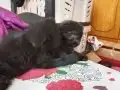 Biritis ikitane kedi 