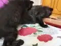 Biritis ikitane kedi 