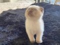 British Shorthair Yaramazlar