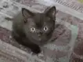 British Shorthair Yaramazlar