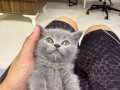 Mavi Göz Scottish Bluepoint / Gri / Beyaz