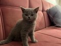 Çok tatlı ve sakin Scottish Fold Yavru