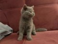 Çok tatlı ve sakin Scottish Fold Yavru