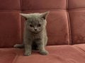 Çok tatlı ve sakin Scottish Fold Yavru
