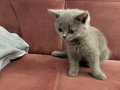 Çok tatlı ve sakin Scottish Fold Yavru