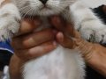 2 aylık Scottish Fold