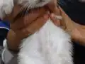 2 aylık Scottish Fold
