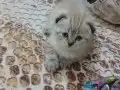 2 aylık Scottish Fold