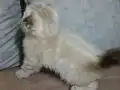 2 aylık Scottish Fold