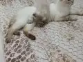2 aylık Scottish Fold