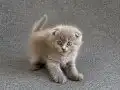 2 aylık scottish fold 