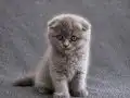 2 aylık scottish fold 