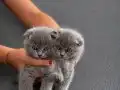 2 aylık scottish fold 