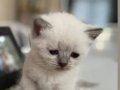 British Shorthair Yavrularım