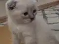 British Shorthair Yavrularım