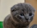 British Shorthair Yavrularım