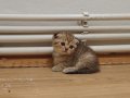 3 MAYIS EV DOGUMLU GOLDEN NY YAVRULAR