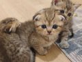 3 MAYIS EV DOGUMLU GOLDEN NY YAVRULAR