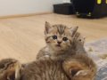 3 MAYIS EV DOGUMLU GOLDEN NY YAVRULAR