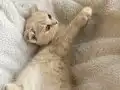Cream Gold scottish fold erkek