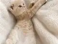 Cream Gold scottish fold erkek