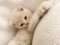 Cream Gold scottish fold erkek