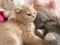 Cream Gold scottish fold erkek